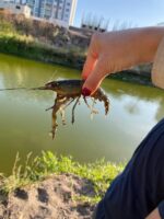 Chupa piedras o pez diablo, langostino australiano y la carpa son especies exóticas consideradas un problema invasivo en cuerpos hídricos de Culiacán
