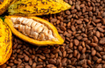 México: tierra del cacao