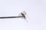 Investigadores detectan en Sinaloa la presencia de un mosquito que podría ser un control biológico natural contra el dengue