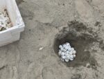 Salvavidas ubican y resguardan nidos con huevos de tortuga