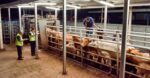 Sin incidencias de casos de gusano barrenador en Sinaloa, reporta Secretaría de Agricultura y Ganadería Sin incidencias de casos de gusano barrenador en Sinaloa, reporta Secretaría de Agricultura y Ganadería