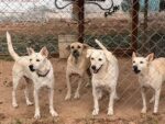 357 perros y gatos rescatados por Fundación Balto y Togo buscan un hogar