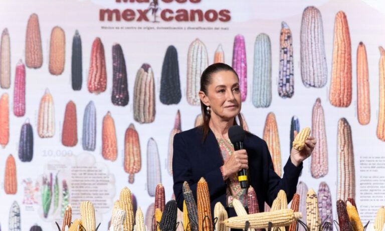 Gobierno prepara más protección al maíz nacional