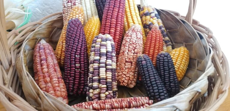 Si se habla del maíz, se tiene que citar a Sinaloa, Gobernador Rubén Rocha Moya