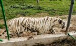 Localizan sin vida al tigre de Bengala que escapó en Puebla