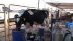A partir de este 1 de octubre, los productores de Sinaloa recibirán 12 pesos por litro de leche