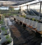 Especialistas analizan la aplicación de níquel en sistemas hidropónicos de las plantas para hacerlas más productivas