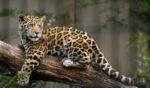 Sinaloa destaca por salvaguardar la especie del Jaguar