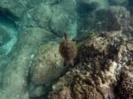 Mazatlán protege su riqueza natural con acciones de conservación de tortugas marinas