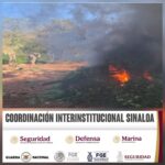 En Culiacán, el Grupo Interinstitucional localiza y destruye 2 plantíos de marihuana