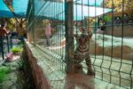Zoológico de Culiacán conmemora el Día Internacional del Jaguar con actividades educativas y de conservación