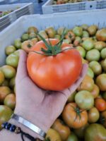 Investigadores trabajan para ayudar en el cuidado postcosecha del tomate