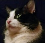 Los gatos se convirtieron en nuestras mascotas mucho más tarde de lo que se pensaba (y todos provienen de la misma especie)