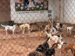 Más hogares, menos abandono: impulsan adopción responsable en Fundación Balto y Togo
