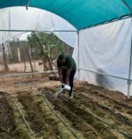 Impulsa Gobierno de Mazatlán proyecto hortícola comunitario en sindicaturas rurales Impulsa Gobierno de Mazatlán proyecto hortícola comunitario en sindicaturas rurales