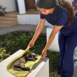 Huellita con Causa transforma la vida de perros y gatos en Sinaloa, en 2025 realizó más de 11 mil esterilizaciones