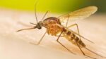Cambio climático altera el ciclo biológico de los mosquitos en Sinaloa