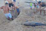 Escuadrón Acuático atiende reporte de delfín sin vida en playa
