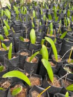 Sociedad Botánica y Zoológica de Sinaloa apuesta por la preservación de la palma Talipot