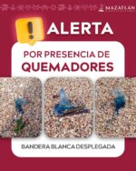 Atención bañistas: alertan por presencia de “quemadores” en playas de Mazatlán