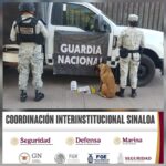 Grupo Interinstitucional asegura presunta droga en paquetería de Culiacán
