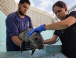 Respuesta coordinada ante varamiento: Hospital de Fauna del Gran Acuario Mazatlán rescata cría de foca en Sinaloa