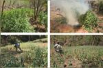 5 plantíos de marihuana y amapola fueron localizados y destruidos por el Grupo Interinstitucional en Badiraguato; fueron más de 3 mil m²