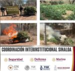 En Cosalá, el Grupo Interinstitucional localizó y destruyó 3 plantíos de marihuana con una dimensión total de 1,100 m²