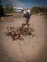 Atiende PC Culiacán emergencia por ataque de abejas en la colonia Pemex Atiende PC Culiacán emergencia por ataque de abejas en la colonia Pemex