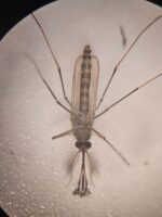 Investigadores desarrollan alternativa biológica para el control del dengue Investigadores desarrollan alternativa biológica para el control del dengue