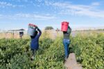 Sector salud recomienda que trabajadores agrícolas y de la construcción extremen precauciones ante altas temperaturas Sector salud recomienda que trabajadores agrícolas y de la construcción extremen precauciones ante altas temperaturas