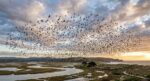 El lenguaje de las aves es clave para entender la biodiversidad El lenguaje de las aves es clave para entender la biodiversidad