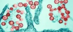 Hantavirus en alta mar: qué sabemos del brote mortal Hantavirus en alta mar: qué sabemos del brote mortal
