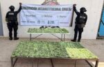 Grupo Interinstitucional asegura en Mazatlán más de 800 dosis de presunta marihuana Grupo Interinstitucional asegura en Mazatlán más de 800 dosis de presunta marihuana