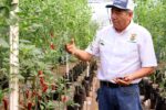 La resistencia genética del chile silvestre fortalece el campo mexicano La resistencia genética del chile silvestre fortalece el campo mexicano