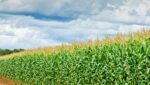 Productores sinaloenses buscan diálogo con nueva titular de Agricultura ante retos del campo Productores sinaloenses buscan diálogo con nueva titular de Agricultura ante retos del campo