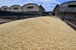 Reconoce Ismael Bello Esquivel respaldo de la Federación y Gobierno de Sinaloa para dar certidumbre a productores de maíz Reconoce Ismael Bello Esquivel respaldo de la Federación y Gobierno de Sinaloa para dar certidumbre a productores de maíz