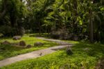 Islas verdes contra el calor: jardines botánicos emergen como aliados ante el cambio climático Islas verdes contra el calor: jardines botánicos emergen como aliados ante el cambio climático