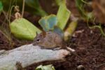 Zoonosis o cómo se transmiten los hantavirus de animales a humanos Zoonosis o cómo se transmiten los hantavirus de animales a humanos