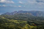 Nuevo estudio alerta sobre extinción masiva de plantas Nuevo estudio alerta sobre extinción masiva de plantas