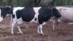 Impulsan UGRS regulación del mercado para fortalecer la competitividad de la leche 100 por ciento de vaca y proteger a los consumidores Impulsan UGRS regulación del mercado para fortalecer la competitividad de la leche 100 por ciento de vaca y proteger a los consumidores