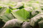 Especialistas impulsan una agricultura de bajo impacto ambiental, especialmente en el cultivo de hortalizas Especialistas impulsan una agricultura de bajo impacto ambiental, especialmente en el cultivo de hortalizas