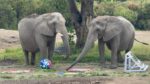Del hábitat a la cancha: animales del Zoológico Guadalajara hacen sus apuestas mundialistas Del hábitat a la cancha: animales del Zoológico Guadalajara hacen sus apuestas mundialistas