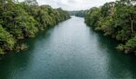 Los manglares significan un ecosistema importante para la vida humana y de otros seres vivos Los manglares significan un ecosistema importante para la vida humana y de otros seres vivos
