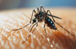 Secretaría de Salud pronostica aumento en casos de dengue como consecuencia de las lluvias Secretaría de Salud pronostica aumento en casos de dengue como consecuencia de las lluvias