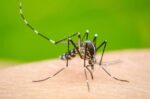 Sinaloa registra 420 casos de dengue durante 2026: Cuitláhuac González Sinaloa registra 420 casos de dengue durante 2026: Cuitláhuac González