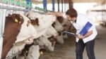 SENASICA capacita a médicos veterinarios para fortalecer la sanidad ganadera en Sinaloa SENASICA capacita a médicos veterinarios para fortalecer la sanidad ganadera en Sinaloa