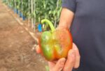 Unen esfuerzos para capacitar al sector agrícola ante plaga emergente del Thrips parvispinus Unen esfuerzos para capacitar al sector agrícola ante plaga emergente del Thrips parvispinus