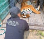 FGR asegura en cateo tres tigres de bengala, 32 equinos y otros animales FGR asegura en cateo tres tigres de bengala, 32 equinos y otros animales