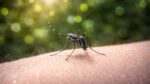 Sector Salud de Sinaloa detecta la llegada de una nueva sub variante de Dengue para el próximo año a la entidad Las autoridades ya se están preparando al comprar insumos, capacitando al personal, y lo más importante, invitar a la ciudadanía que ayude limpiando el hogar, el mosquito vive ahí. Culiacán, Sinaloa. – Gerardo Kenny Inzunza Leyva, director de Prevención y Promoción de la Salud, informó que se prevé que una nueva sub variante del Dengue tenga mayor impacto entre la población para el 2027 por lo que las autoridades están incrementando los esfuerzos y preparándose con la adquisición de insumos suficientes para hacer frente a estos padecimientos. AUDIO VARIANTE DENGUE 01 “Este año se pronostica que sea muy difícil en cuanto a temas del Dengue, viene una nueva sub variante, y esto a nivel nacional, hay un pronóstico que pueden aumentar principalmente los casos graves; ya nos estamos preparando, estamos comprando más insecticida, estamos capacitando al personal, comprando mayor insumo, y lo más importante, invitar a la ciudadanía que nos ayude limpiando el hogar, que sepan que el mosquito vive en los patios, aquí en el estado de Sinaloa, cualquier persona que presente malestar general, dolor de articulaciones, y tenga un puntilleo rojo en la piel, lo primero que debe pensar es en Dengue, esto es un mensaje para la población, y tiene que acudir a su unidad de salud más cercana, no auto medicarse porque se pueden complicar”. Destacó que, aunque no será un padecimiento grave muchas personas podrán enfermar de Dengue, por lo que es vital que la población y autoridades generemos conciencia y tomemos acciones para evitar la proliferación del mosquito transmisor. AUDIO VARIANTE DENGUE 02 “Viene el próximo año una variante del Serotipo 2, a la que se prevé que no vamos a tener inmunidad y un número grande de personas se va a enfermar, recordemos que entre más personas se enfermen, más pueden complicarse, eso es por estadística, no significa que sea más peligroso para todos, sino que aumenta el riesgo de más número de personas enfermas; ya se encuentra en el sur del país y todas las enfermedades así las hemos visto en epidemiología, empiezan en el sur y recorren todo el país; estamos en tiempos del mundial, hay otras enfermedades, hay mayor migración, y hay que estar preparados”. Sector Salud de Sinaloa detecta la llegada de una nueva sub variante de Dengue para el próximo año a la entidad Las autoridades ya se están preparando al comprar insumos, capacitando al personal, y lo más importante, invitar a la ciudadanía que ayude limpiando el hogar, el mosquito vive ahí. Culiacán, Sinaloa. – Gerardo Kenny Inzunza Leyva, director de Prevención y Promoción de la Salud, informó que se prevé que una nueva sub variante del Dengue tenga mayor impacto entre la población para el 2027 por lo que las autoridades están incrementando los esfuerzos y preparándose con la adquisición de insumos suficientes para hacer frente a estos padecimientos. AUDIO VARIANTE DENGUE 01 “Este año se pronostica que sea muy difícil en cuanto a temas del Dengue, viene una nueva sub variante, y esto a nivel nacional, hay un pronóstico que pueden aumentar principalmente los casos graves; ya nos estamos preparando, estamos comprando más insecticida, estamos capacitando al personal, comprando mayor insumo, y lo más importante, invitar a la ciudadanía que nos ayude limpiando el hogar, que sepan que el mosquito vive en los patios, aquí en el estado de Sinaloa, cualquier persona que presente malestar general, dolor de articulaciones, y tenga un puntilleo rojo en la piel, lo primero que debe pensar es en Dengue, esto es un mensaje para la población, y tiene que acudir a su unidad de salud más cercana, no auto medicarse porque se pueden complicar”. Destacó que, aunque no será un padecimiento grave muchas personas podrán enfermar de Dengue, por lo que es vital que la población y autoridades generemos conciencia y tomemos acciones para evitar la proliferación del mosquito transmisor. AUDIO VARIANTE DENGUE 02 “Viene el próximo año una variante del Serotipo 2, a la que se prevé que no vamos a tener inmunidad y un número grande de personas se va a enfermar, recordemos que entre más personas se enfermen, más pueden complicarse, eso es por estadística, no significa que sea más peligroso para todos, sino que aumenta el riesgo de más número de personas enfermas; ya se encuentra en el sur del país y todas las enfermedades así las hemos visto en epidemiología, empiezan en el sur y recorren todo el país; estamos en tiempos del mundial, hay otras enfermedades, hay mayor migración, y hay que estar preparados”.